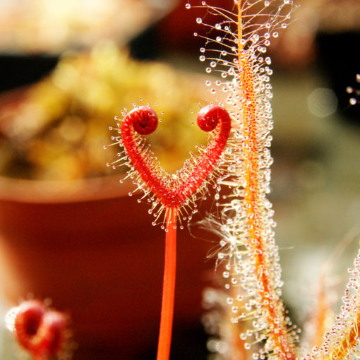 Boutique - Drosera binata feuilles cuivrées