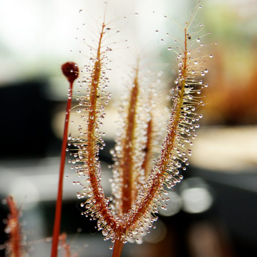 Boutique - Drosera binata feuilles cuivrées