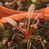 Boutique - Drosera capensis