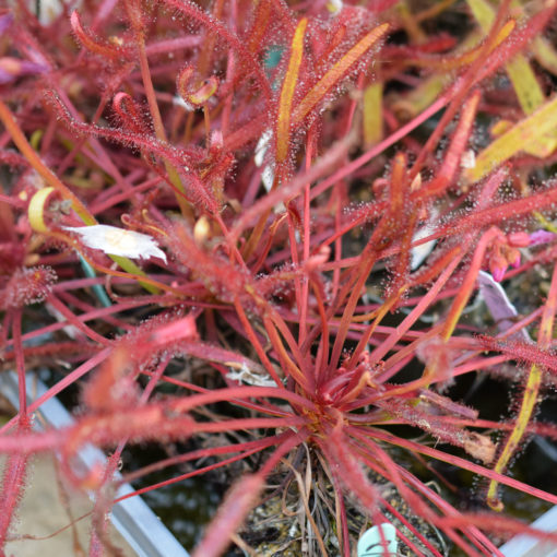 Boutique - Drosera capensis