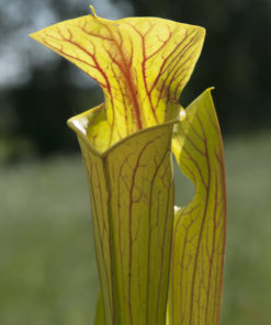 Boutique - Sarracenia Hugh Jampton