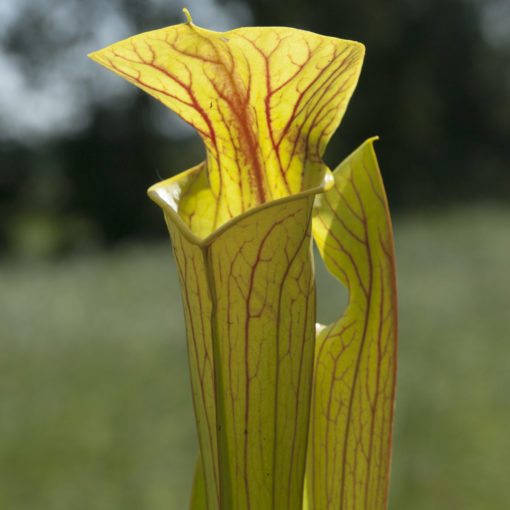 Boutique - Sarracenia Hugh Jampton