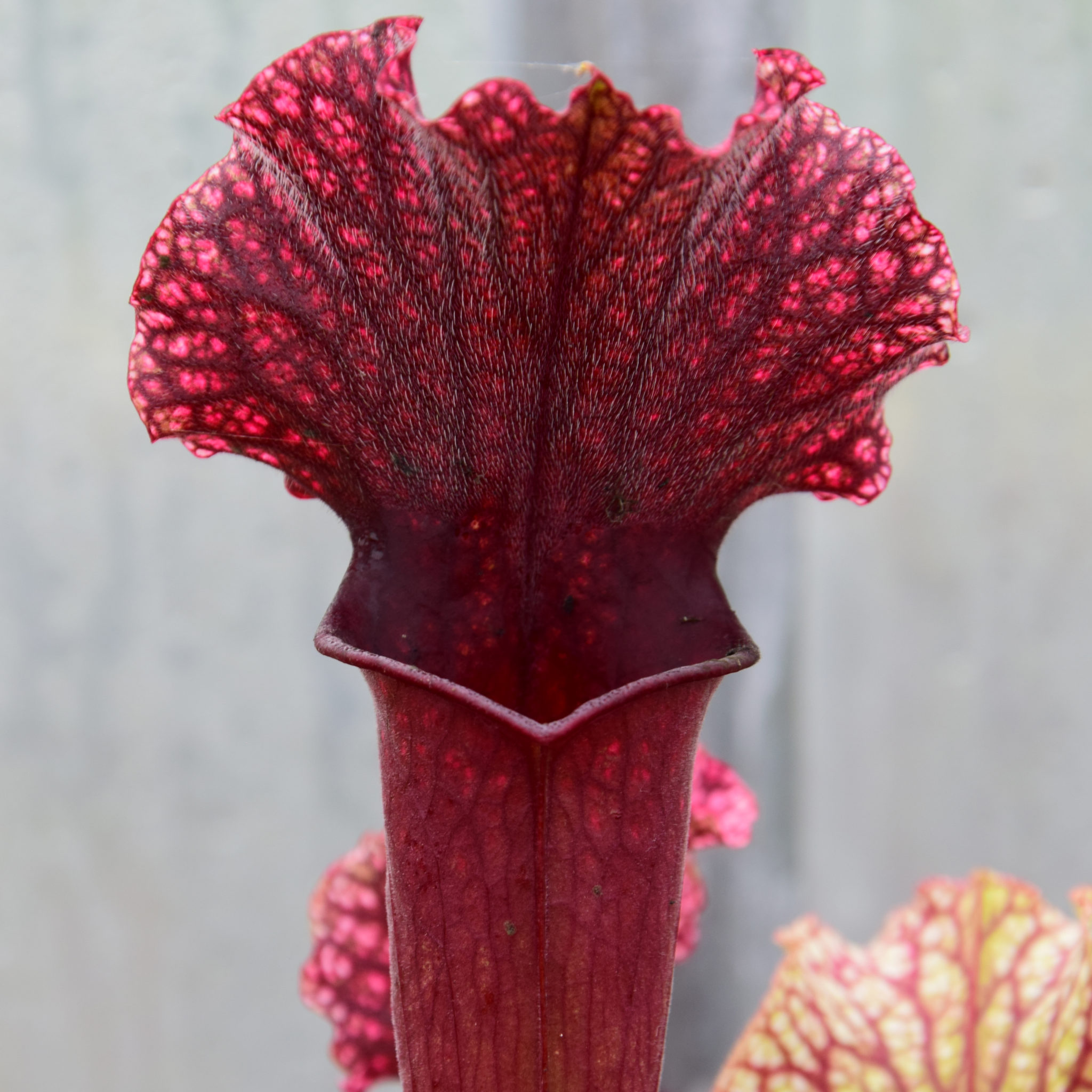 Plante D'intérieur - Sarracenia Farnhamii 40cm - Plante D'intérieur