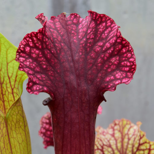 Boutique - Sarracenia Judith Hindel