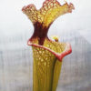 Boutique - Sarracenia Leah Wilkerson