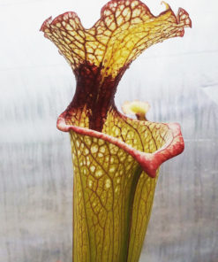 Boutique - Sarracenia Leah Wilkerson