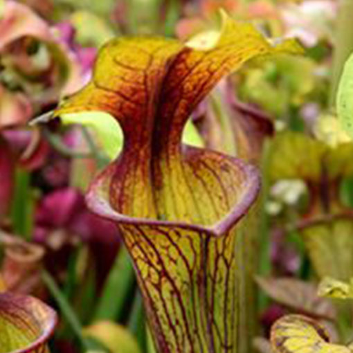 Boutique - Sarracenia MK F37