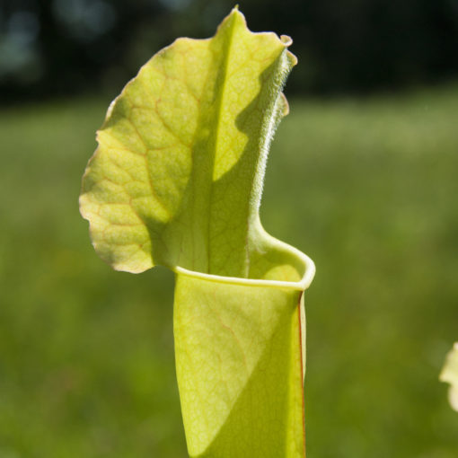 Boutique - Sarracenia Mitcheliana vert