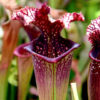 Sarracenia (Sarracenia leucophylla x Sarracenia oreophila) x Sarracenia leucophylla SRBA