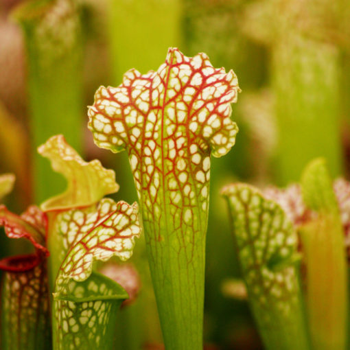 Boutique - Sarracenia Velvet