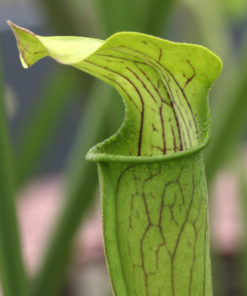 Boutique - Sarracenia alata