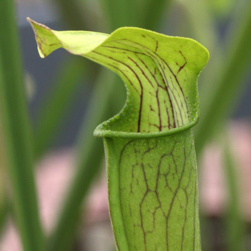 Boutique - Sarracenia alata