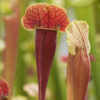 Boutique - Sarracenia barba