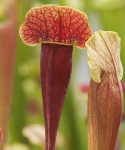 Boutique - Sarracenia barba