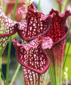 Boutique - Sarracenia bella