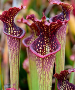 Boutique - Sarracenia farnhamii