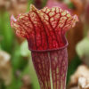 Boutique - Sarracenia fiona