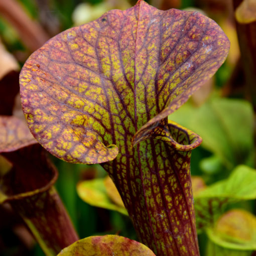 Boutique - Sarracenia flava var. ornata -- Super ornata