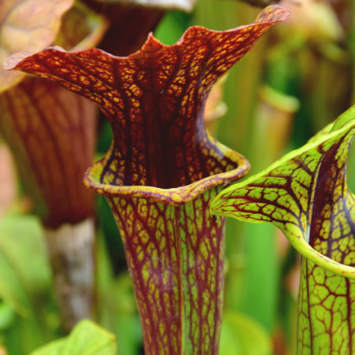 Boutique - Sarracenia flava var. ornata -- Super ornata