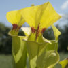 Boutique - Sarracenia flava var. rugelii giant — Ex plantara