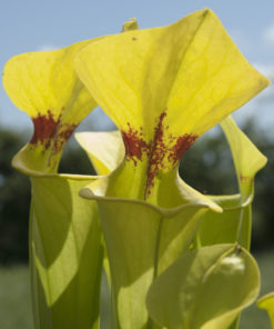 Boutique - Sarracenia flava var. rugelii giant — Ex plantara