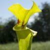 Boutique - Sarracenia flava var. rugelii — MK F100