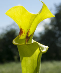 Boutique - Sarracenia flava var. rugelii — MK F100