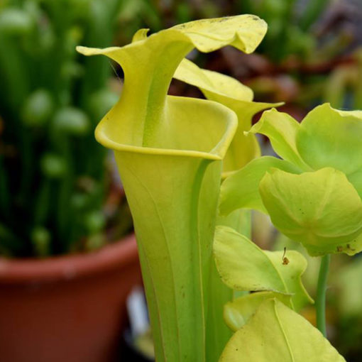 Boutique - Sarracenia flava. maxima -- Giant form (Maxima Green)