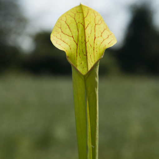 Boutique - Sarracenia hapery giant