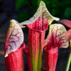 Boutique - Sarracenia leucophylla Eva