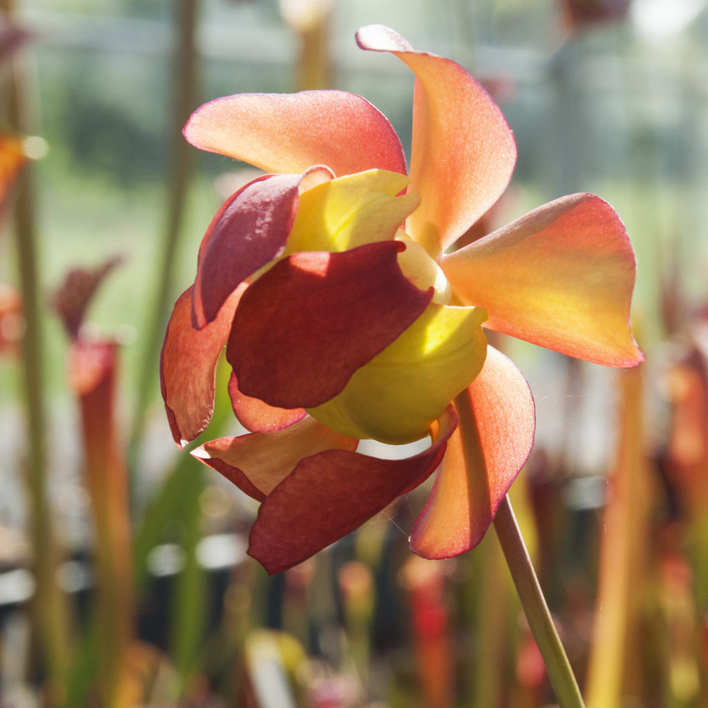 Boutique - Sarracenia leucophylla bella