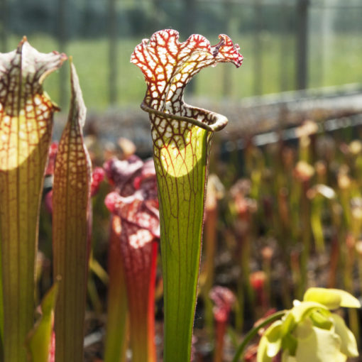 Boutique - Sarracenia leucophylla schnell gost