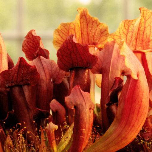 Boutique - Sarracenia marron