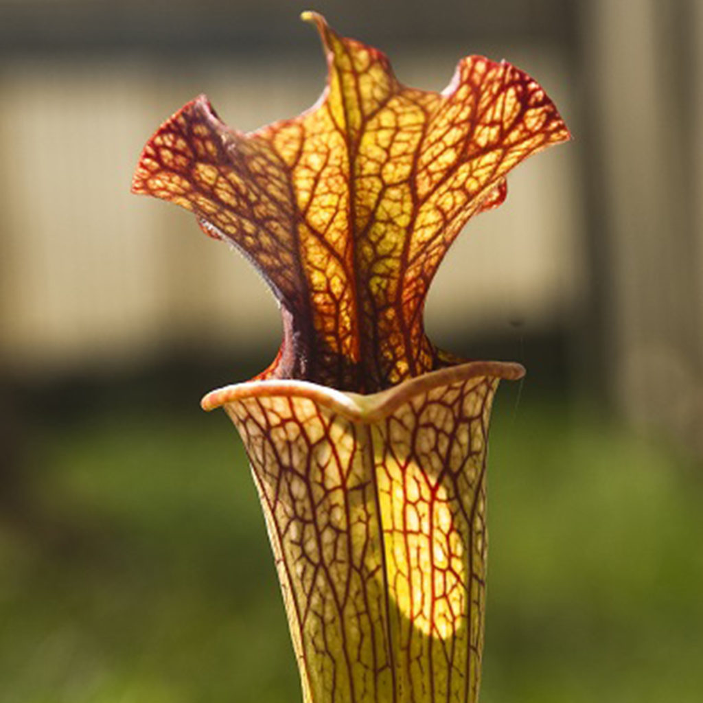 Boutique - Sarracenia moorei