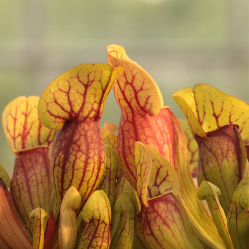 Boutique - Sarracenia purpurea