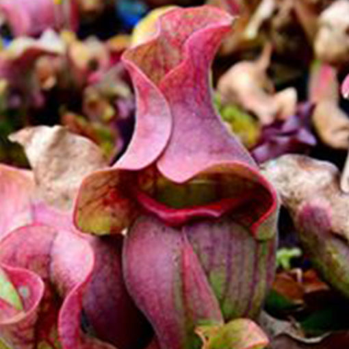 Boutique - Sarracenia purpurea venosa
