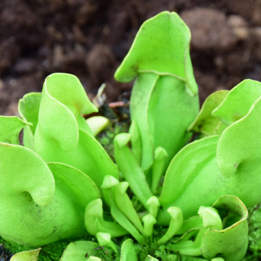 Boutique - Sarracenia purpurea venosa vert