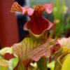 Boutique - Sarracenia reptilian rose