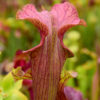 Boutique - Sarracenia reptilian rose