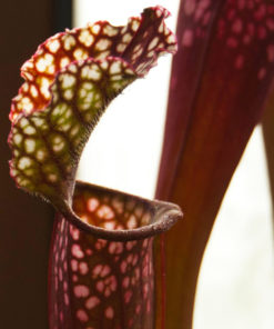 Boutique - Sarracenia stevensii