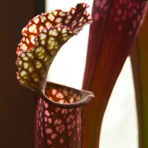 Boutique - Sarracenia stevensii