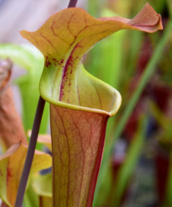 Boutique - Sarracenia tygo