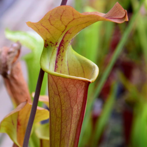 Boutique - Sarracenia tygo