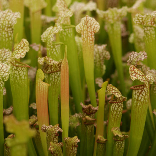 Sarracenia Velvet – Image 2