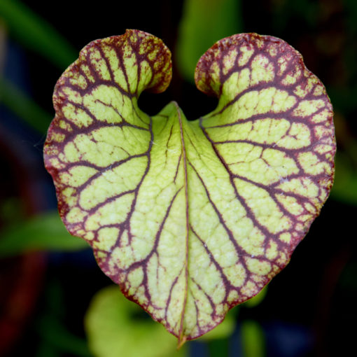 Boutique - Sarracenia x moorei — heavy veined