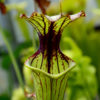 Boutique - Sarracenia x moorei — heavy veined