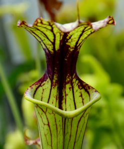 Boutique - Sarracenia x moorei — heavy veined