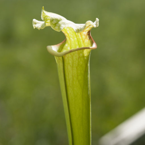 Boutique - Sarracenia x moorei — moorei all red x moorei typical