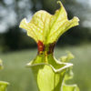 Boutique - Sarracenia x moorei — very white pitcher (Christian Klein)