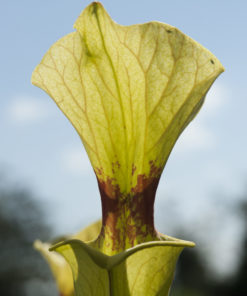 Boutique - Sarracenia x moorei — « brook’s hybrid »